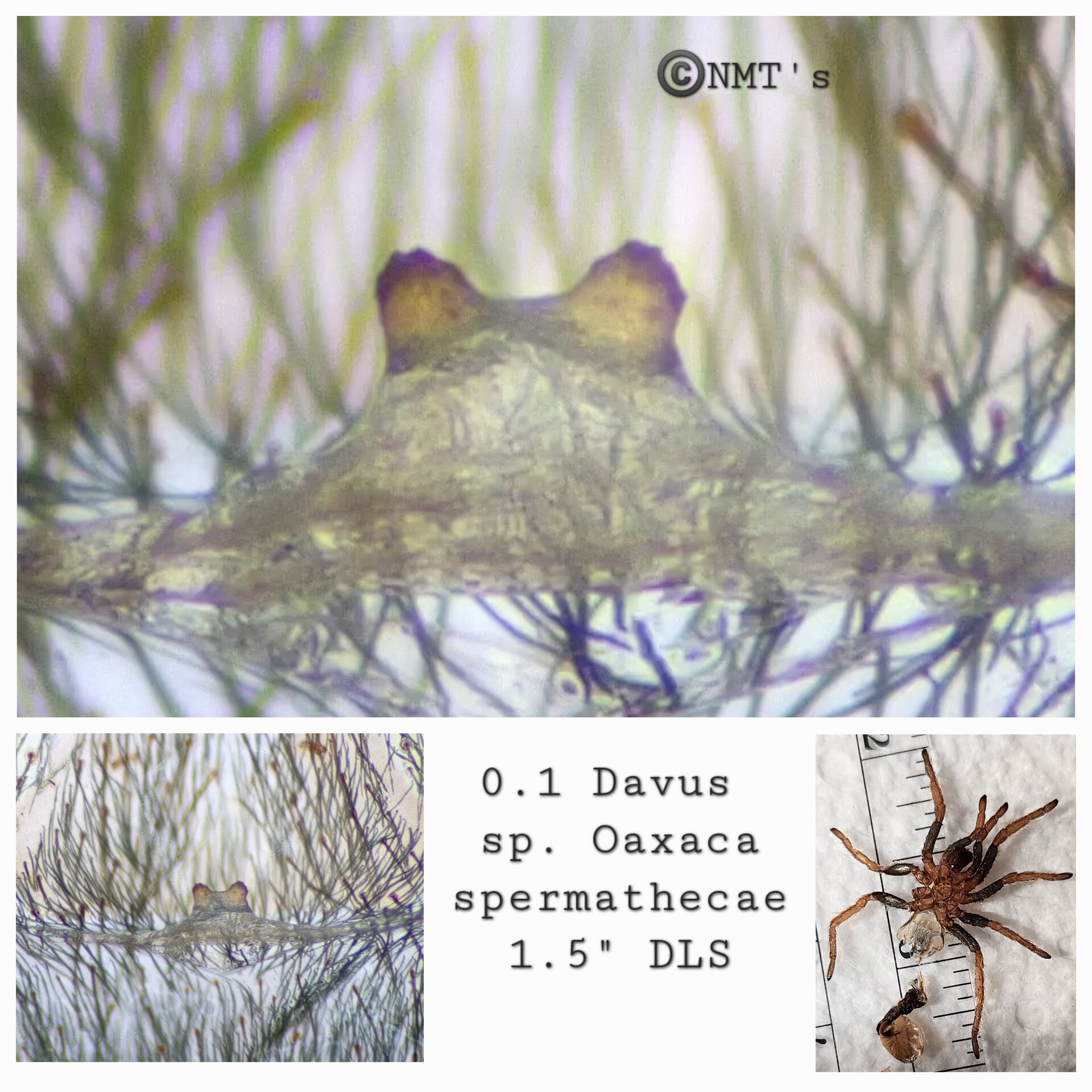 0.1 Davus sp. Oaxaca - 1.5" DLS