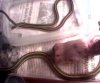Garter Snakes copy.jpg