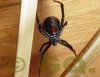 Arachno Latrodectus hesperus.JPG