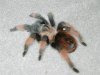 spider shoot Jan 012 (Small).JPG