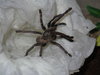 Haplopelma albostriatum-Thai Zebra Tarantua 008.JPG