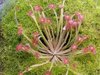 Drosera petiolaris derbyensis hybrid #2.jpg