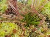 Drosera petiolaris.jpg