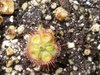 Drosera burmannii.jpg