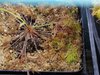 Drosera capensis with seedlings.jpg