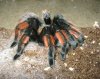 spiders_0012.jpg