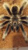 001 MM B.Albopilosum.jpg