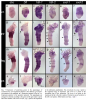 Pechmann 2009 bird spider gene expression.png