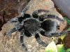 Pamphobeteus nigricolor_3.jpg