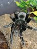 Pamphobeteus nigricolor_4.jpg