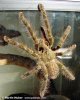 poecilotheria_ornata_02-mn-om.jpg