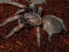 smithi 059.JPG