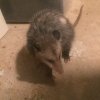 Opossum munching 01.JPG