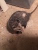 Opossum munching 03.JPG