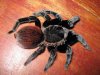 Brachypelma vagans adult female.JPG