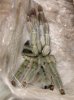 spider crew 2 olivia exuvium 00089 (Small).JPG