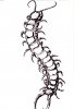 centipede tattoo blk and white.jpg