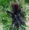 Sericopelma rubronitens3.jpg