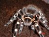 Acanthoscurria geniculata02.jpg