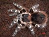 Acanthoscurria geniculata04.jpg