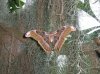 Moth @ Butterfly Conservatory in Niagara Falls.jpg