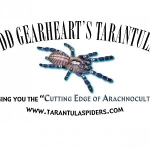 Tarantulaspiders.com