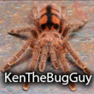 Ken The Bug Guy
