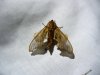 moth 1.JPG