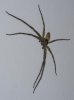 malaysian spider.jpg