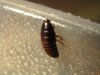 roaches and millipedes 003.jpg
