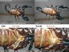 SexingEmperorScorpions (1).jpg
