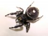 bold-jumping-spider.jpg