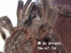 poecilotheria_regalis_purple.jpg