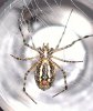 mystery_argiope_ventral.jpg