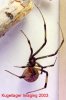 l.geometricus 031_tweak_crop_web.jpg