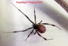 l.geometricus 036_tweak_crop_web.jpg