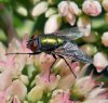 m_Greenbottle fly5.jpg