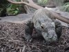 arachnokomodo.jpg