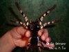 poecilotheria_formosa_ventral.jpg