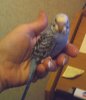 birdy hand.jpg