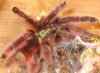 Avicularia versicolor adult female 3.JPG