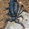 scorpionking