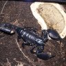 Emperor Scorpion