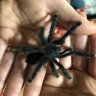 TarantulaMom