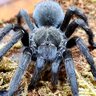 TarantulaMel