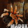 madox