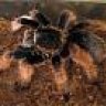 Tarantulasse