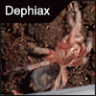 Dephiax