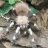 Tabithatarantula