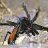 Tarantula_Hawk